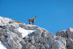 Images/2754/_1230212Icon.jpg